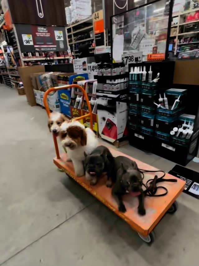 Post 5 by K-9 Etiquette on Instagram (video)