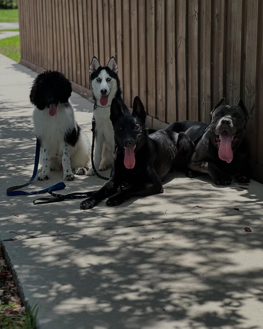 Post 2 by K-9 Etiquette on Instagram (carousel)