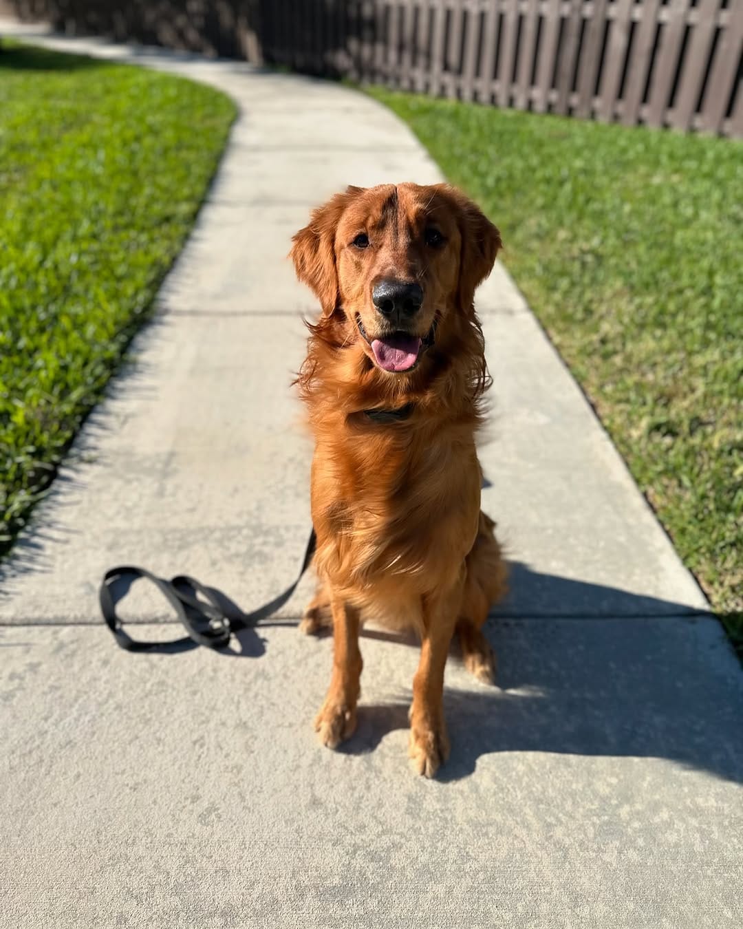 Post 3 by K-9 Etiquette on Instagram (image)