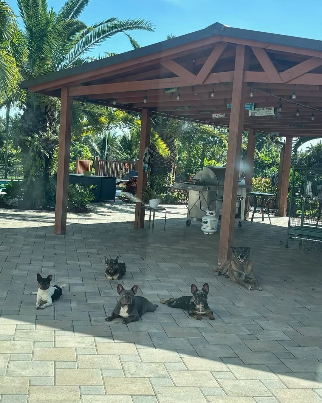 Post 9 by K-9 Etiquette on Instagram (image)