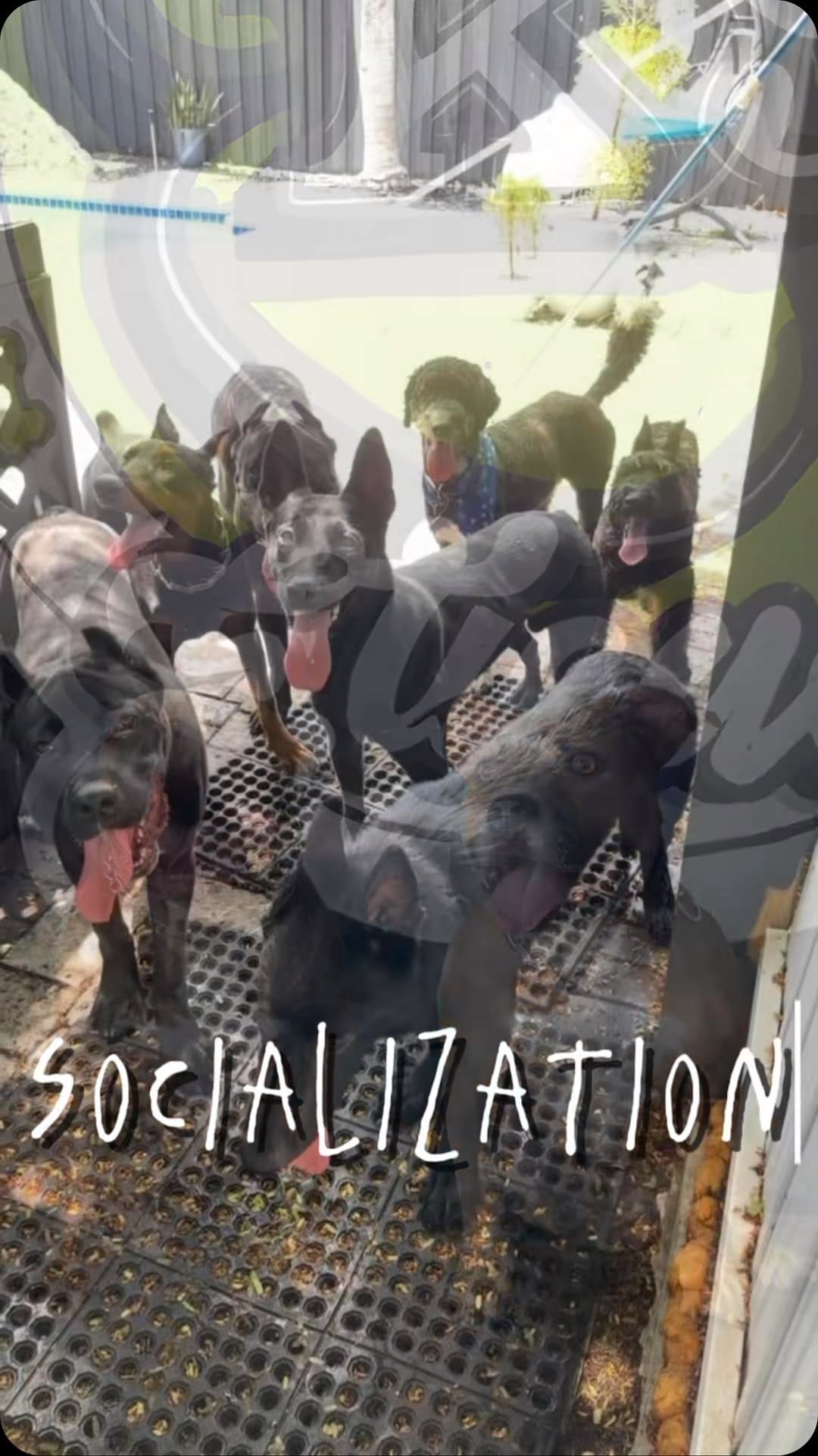 Post 4 by K-9 Etiquette on Instagram (video)