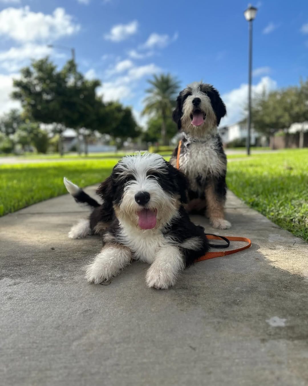 Post 10 by K-9 Etiquette on Instagram (image)