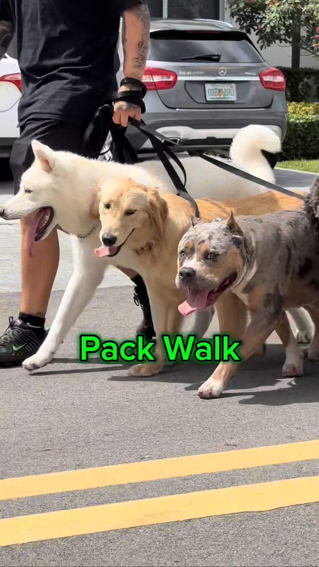 Post 7 by K-9 Etiquette on Instagram (video)