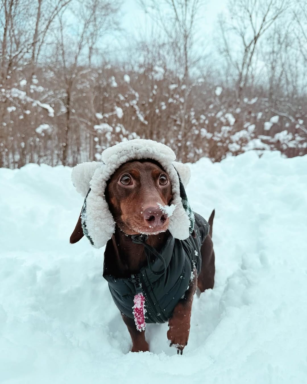Post 10 by Barry🤎🐾 on Instagram (carousel)