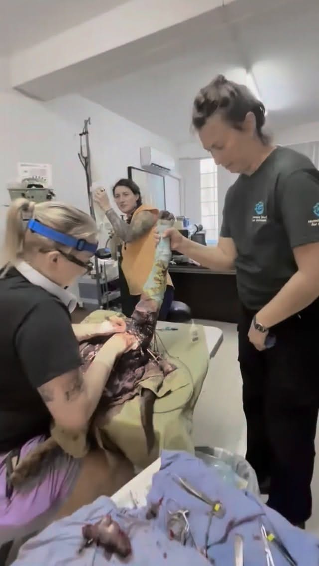 Post 1 by Shiloh Landskov on Instagram (video)