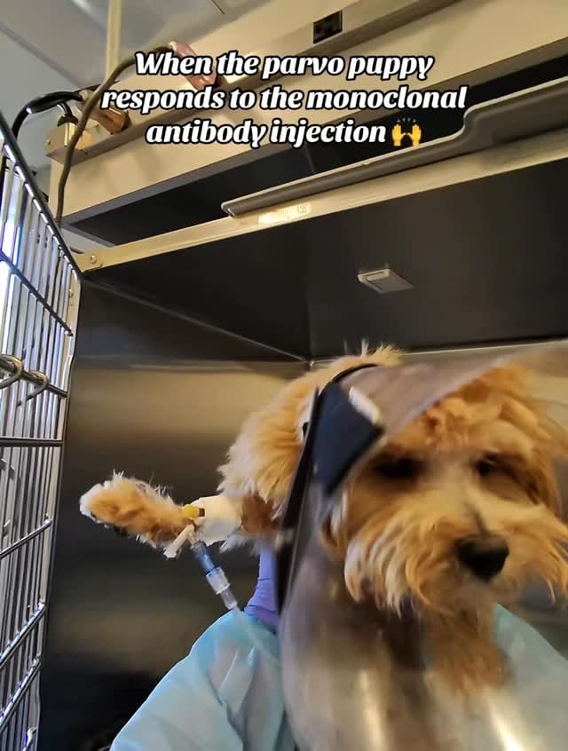 Post 8 by Shiloh Landskov on Instagram (video)