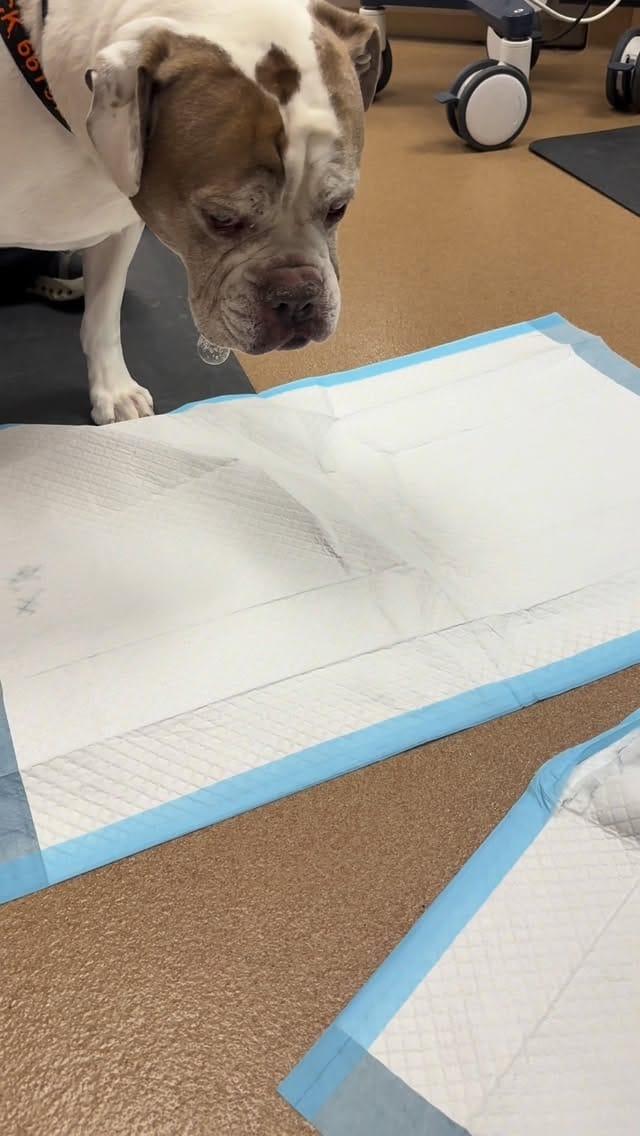 Post 9 by Shiloh Landskov on Instagram (video)
