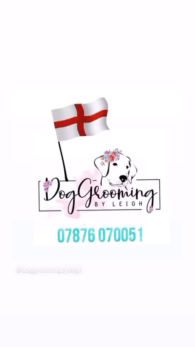 Post 7 by Mobile Dog Grooming by Leigh on Instagram (video)