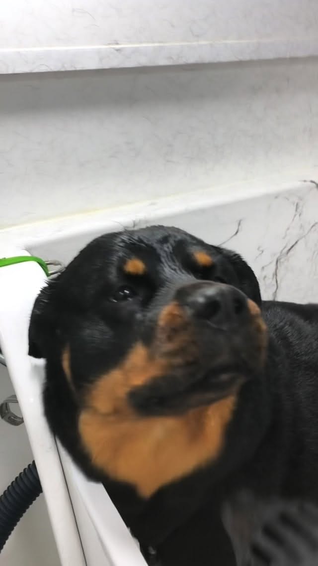 Post 2 by Mobile Dog Grooming by Leigh on Instagram (video)