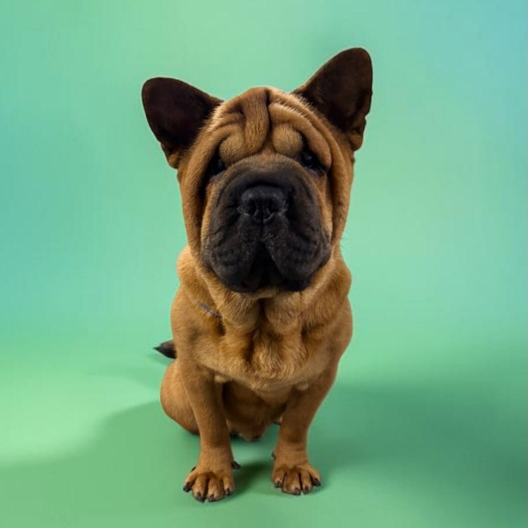Post 9 by Mobile Dog Grooming by Leigh on Instagram (image)