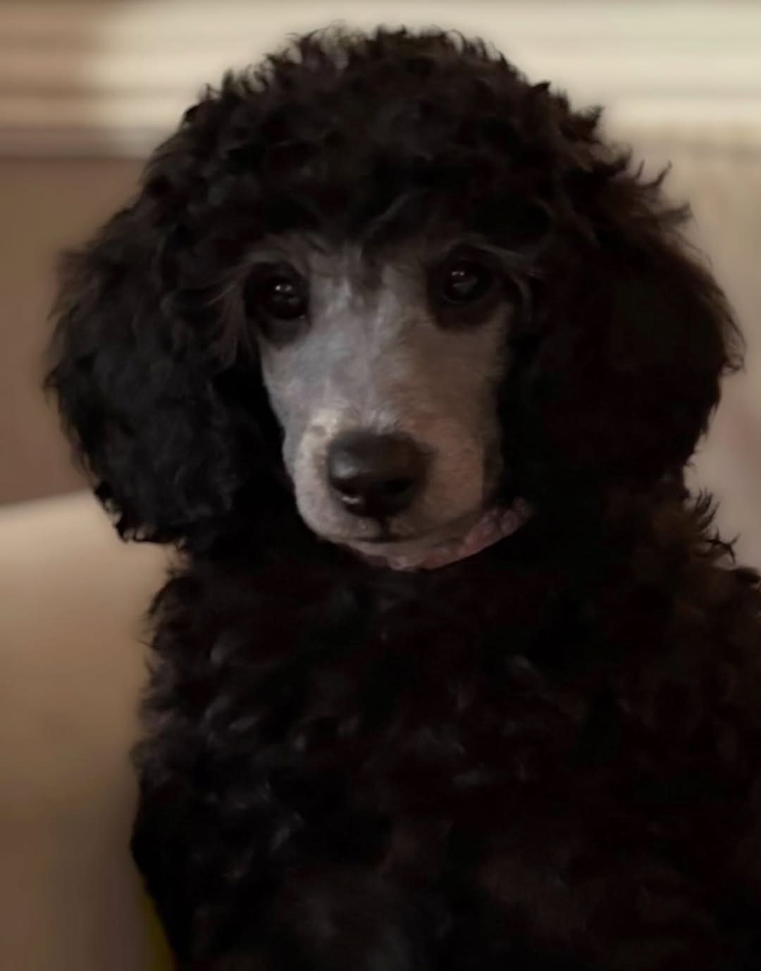 Post 5 by Mobile Dog Grooming by Leigh on Instagram (image)