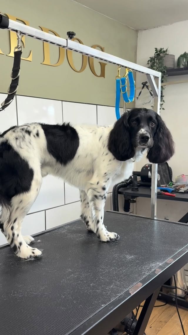 Post 2 by ABOUT THE DOG | Dog Grooming | Boutique on Instagram (video)