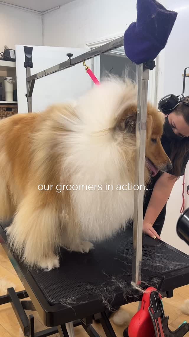 Post 1 by ABOUT THE DOG | Dog Grooming | Boutique on Instagram (video)