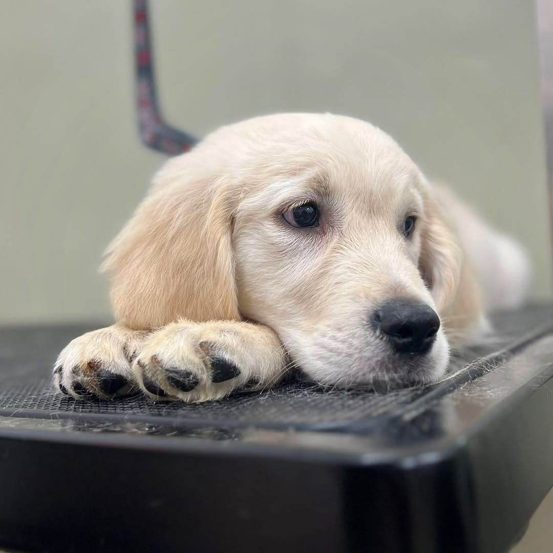 Post 6 by ABOUT THE DOG | Dog Grooming | Boutique on Instagram (carousel)