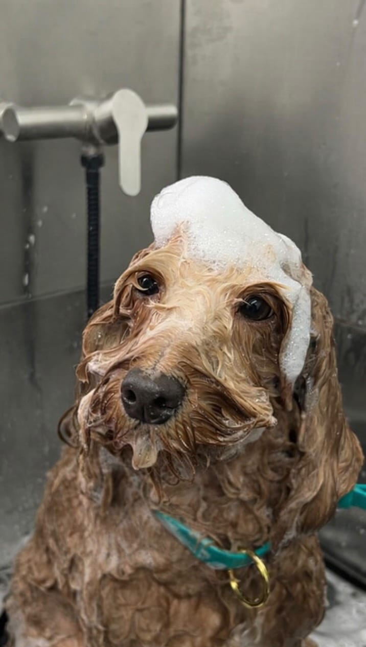 Post 8 by ABOUT THE DOG | Dog Grooming | Boutique on Instagram (video)
