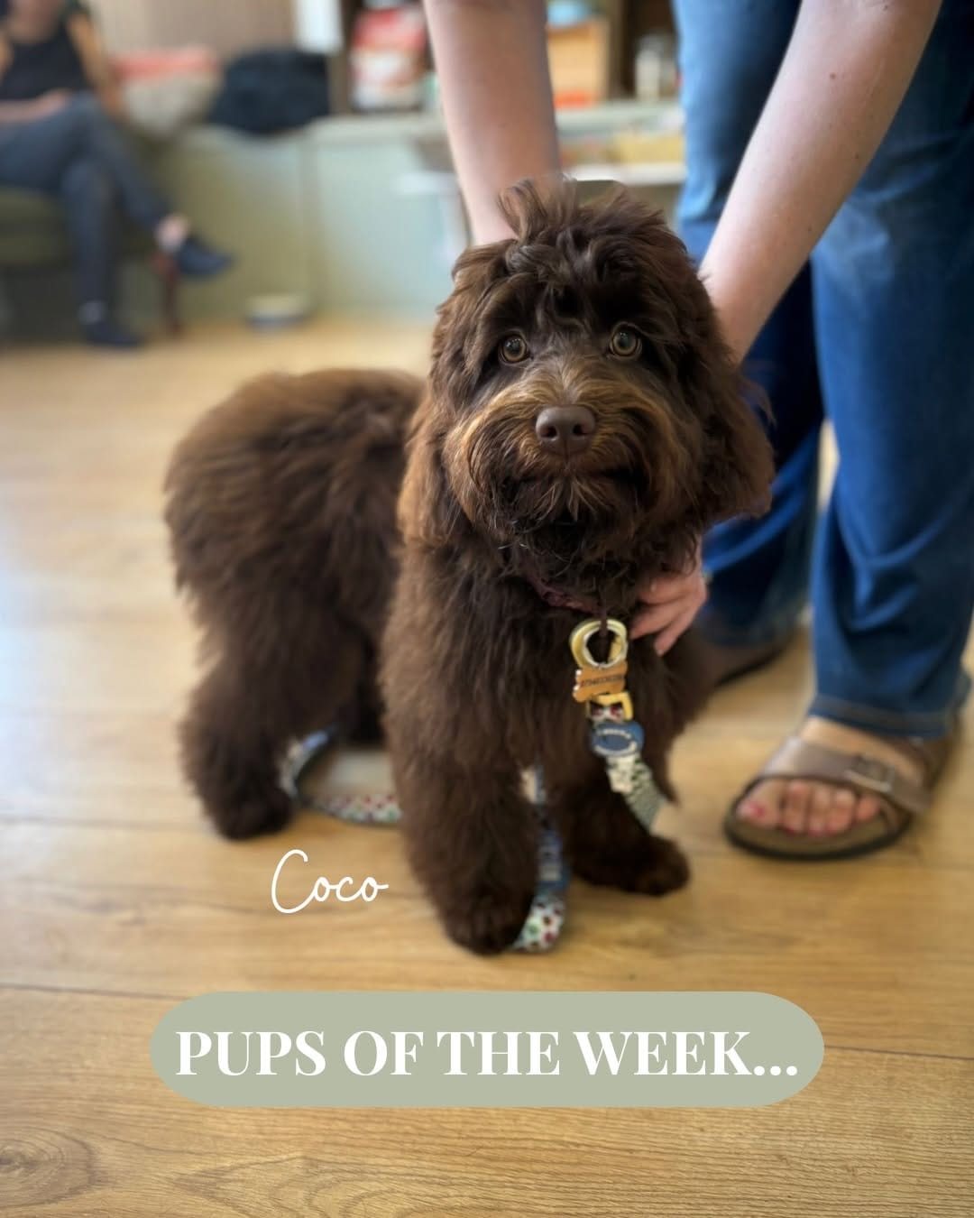 Post 4 by ABOUT THE DOG | Dog Grooming | Boutique on Instagram (carousel)