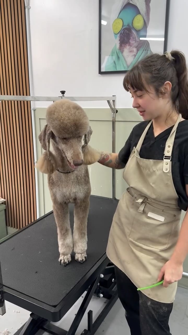 Post 9 by ABOUT THE DOG | Dog Grooming | Boutique on Instagram (video)