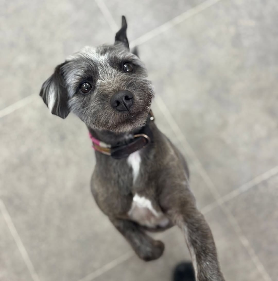 Post 7 by ABOUT THE DOG | Dog Grooming | Boutique on Instagram (carousel)