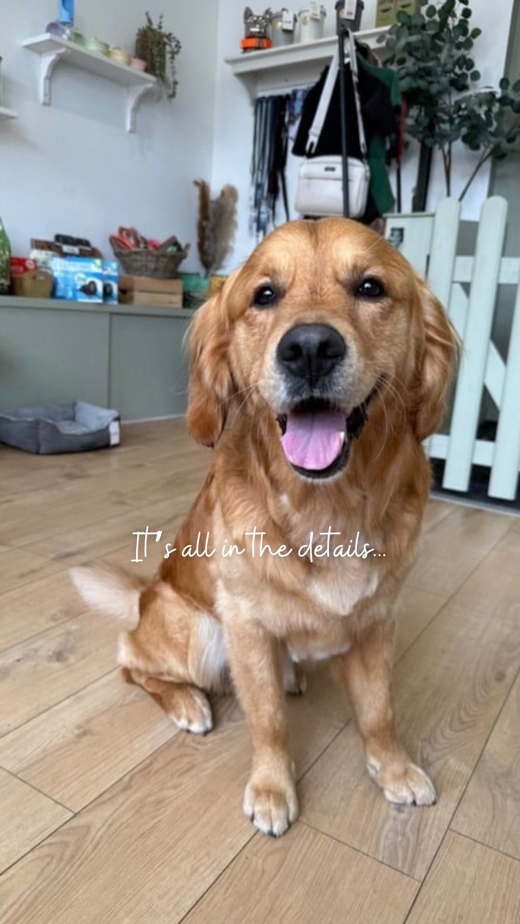 Post 10 by ABOUT THE DOG | Dog Grooming | Boutique on Instagram (video)