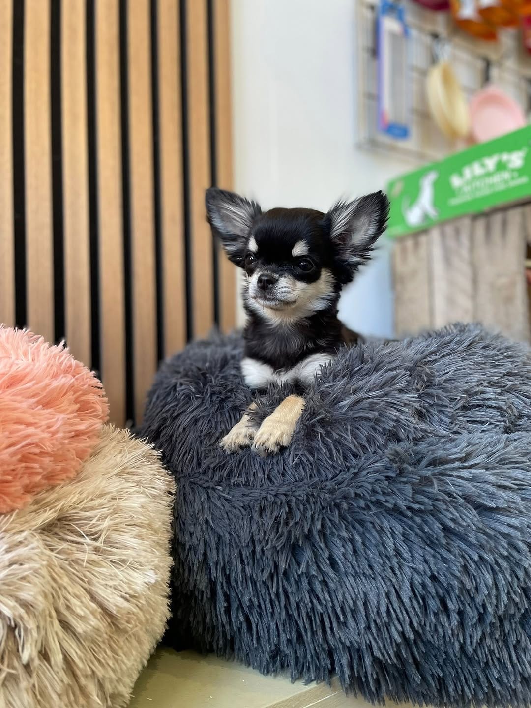 Post 3 by ABOUT THE DOG | Dog Grooming | Boutique on Instagram (carousel)