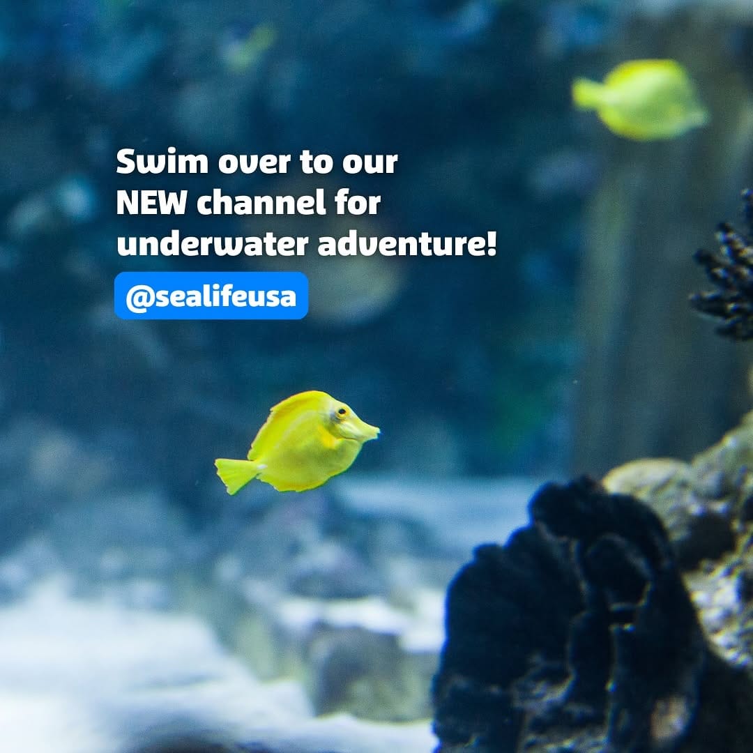 Post 2 by New Jersey SEA LIFE® Aquarium on Instagram (image)