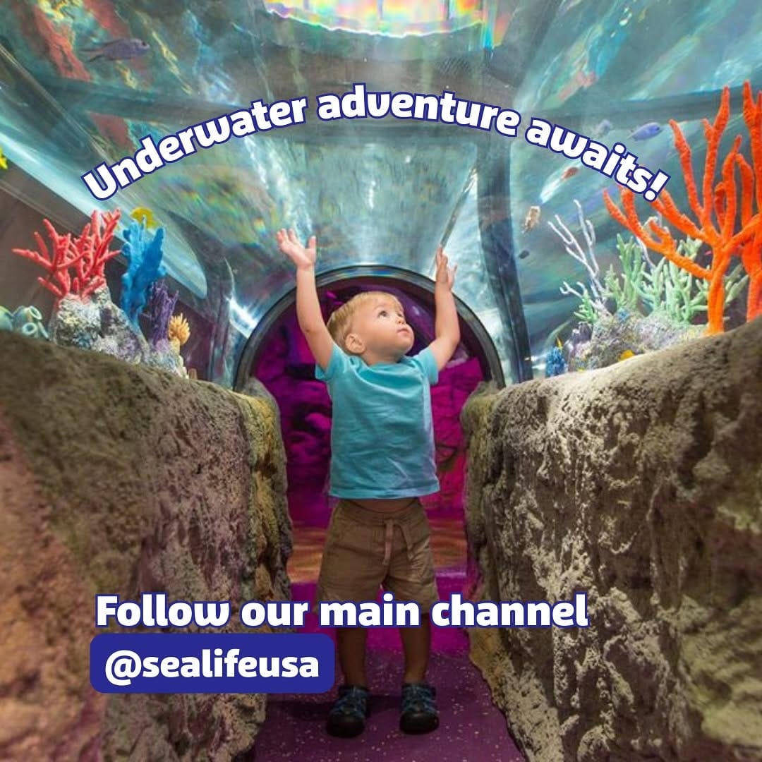 Post 1 by New Jersey SEA LIFE® Aquarium on Instagram (image)