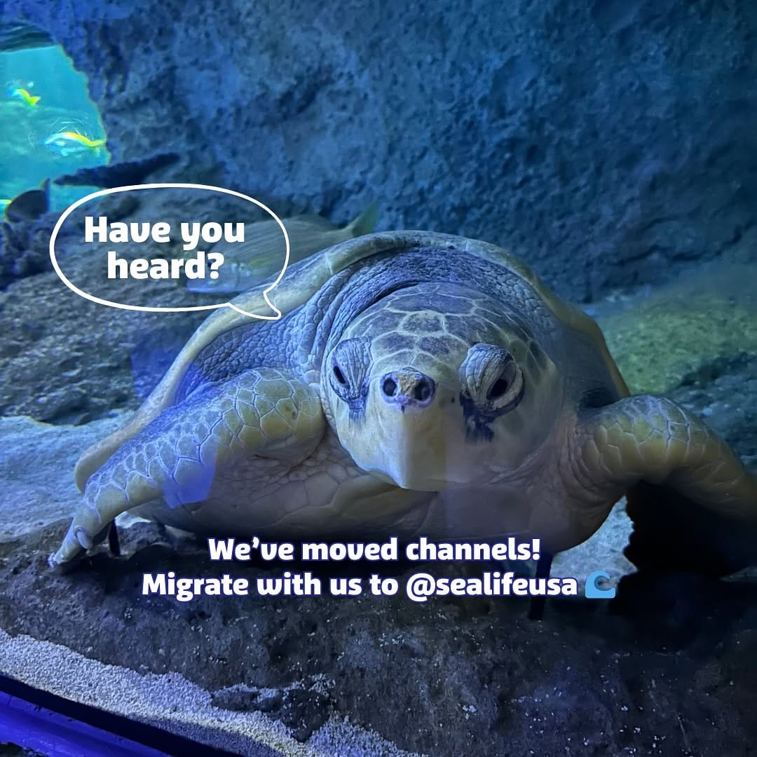 Post 4 by New Jersey SEA LIFE® Aquarium on Instagram (image)