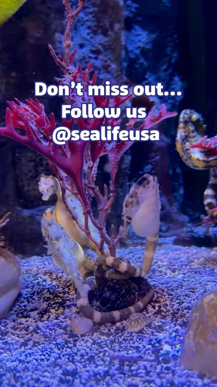 Post 3 by New Jersey SEA LIFE® Aquarium on Instagram (video)