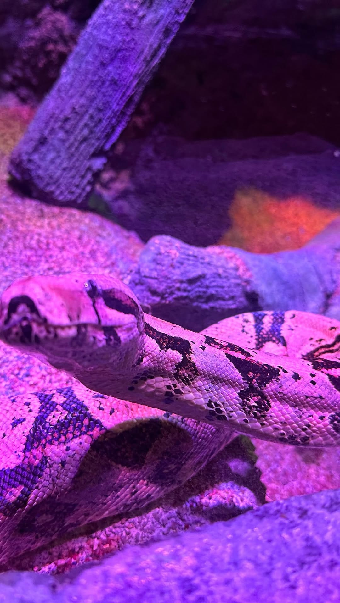 Post 10 by New Jersey SEA LIFE® Aquarium on Instagram (video)