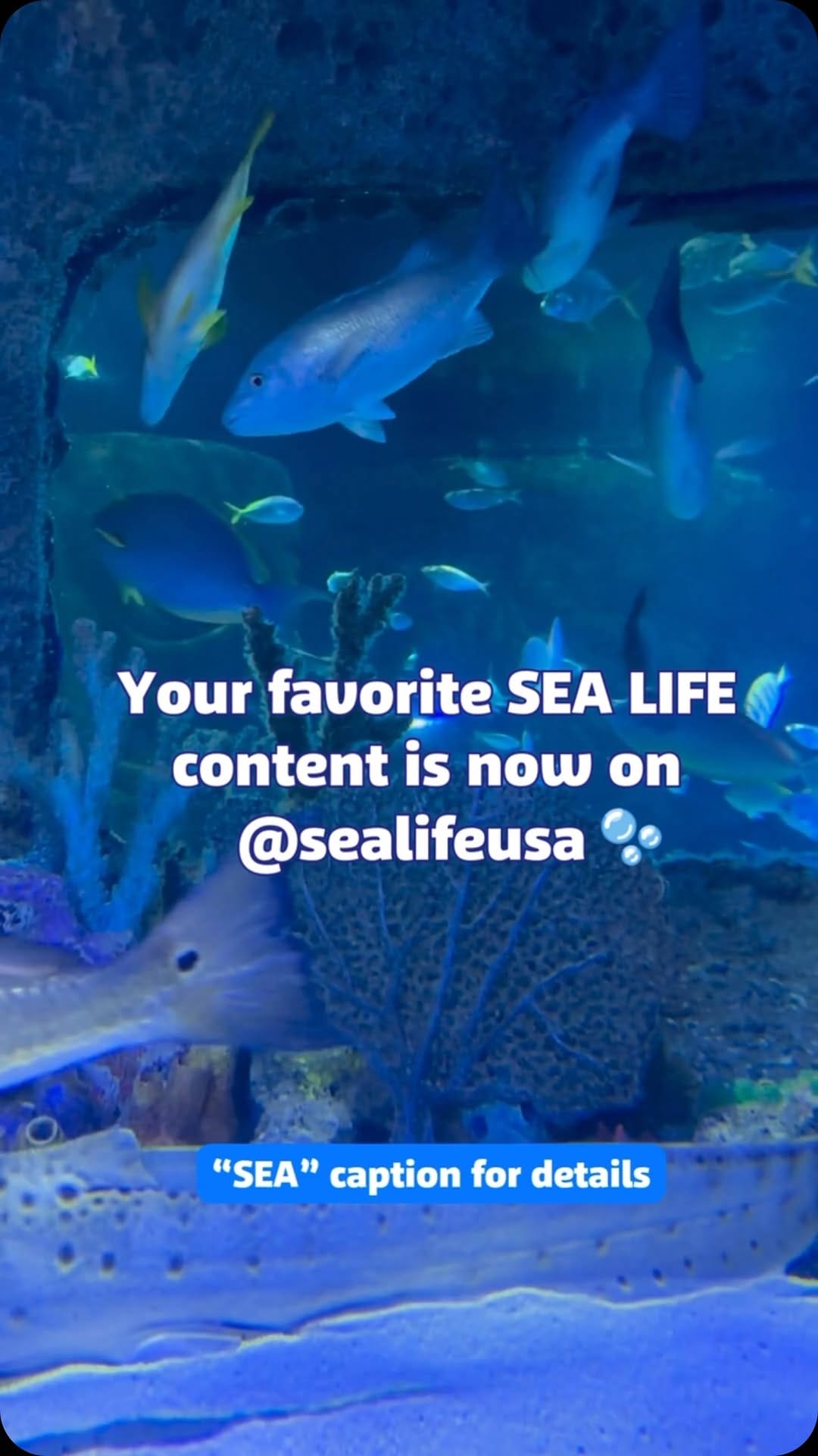 Post 6 by New Jersey SEA LIFE® Aquarium on Instagram (video)