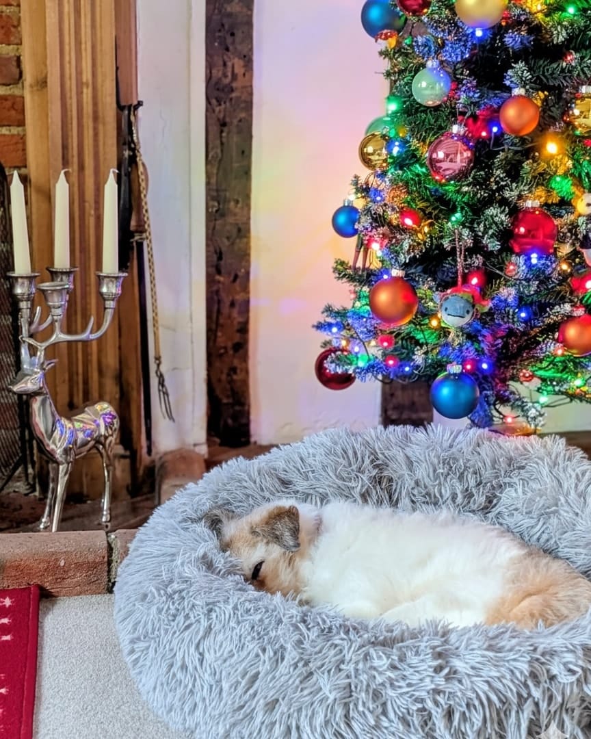 Post 8 by Vogue Dog Grooming on Instagram (image)