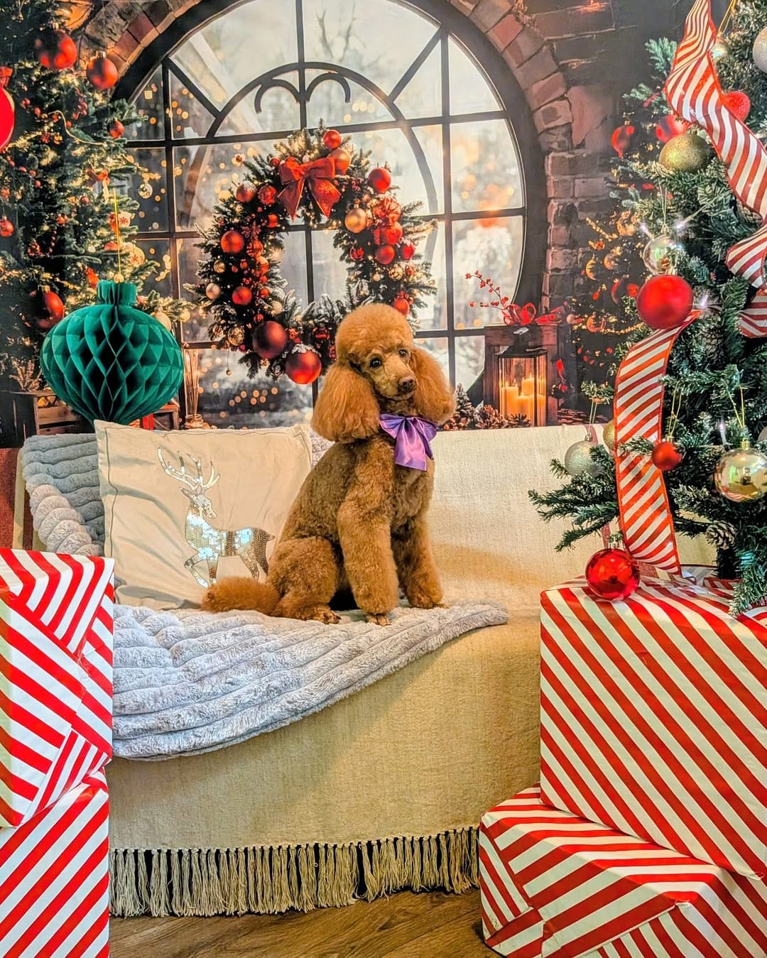 Post 9 by Vogue Dog Grooming on Instagram (carousel)