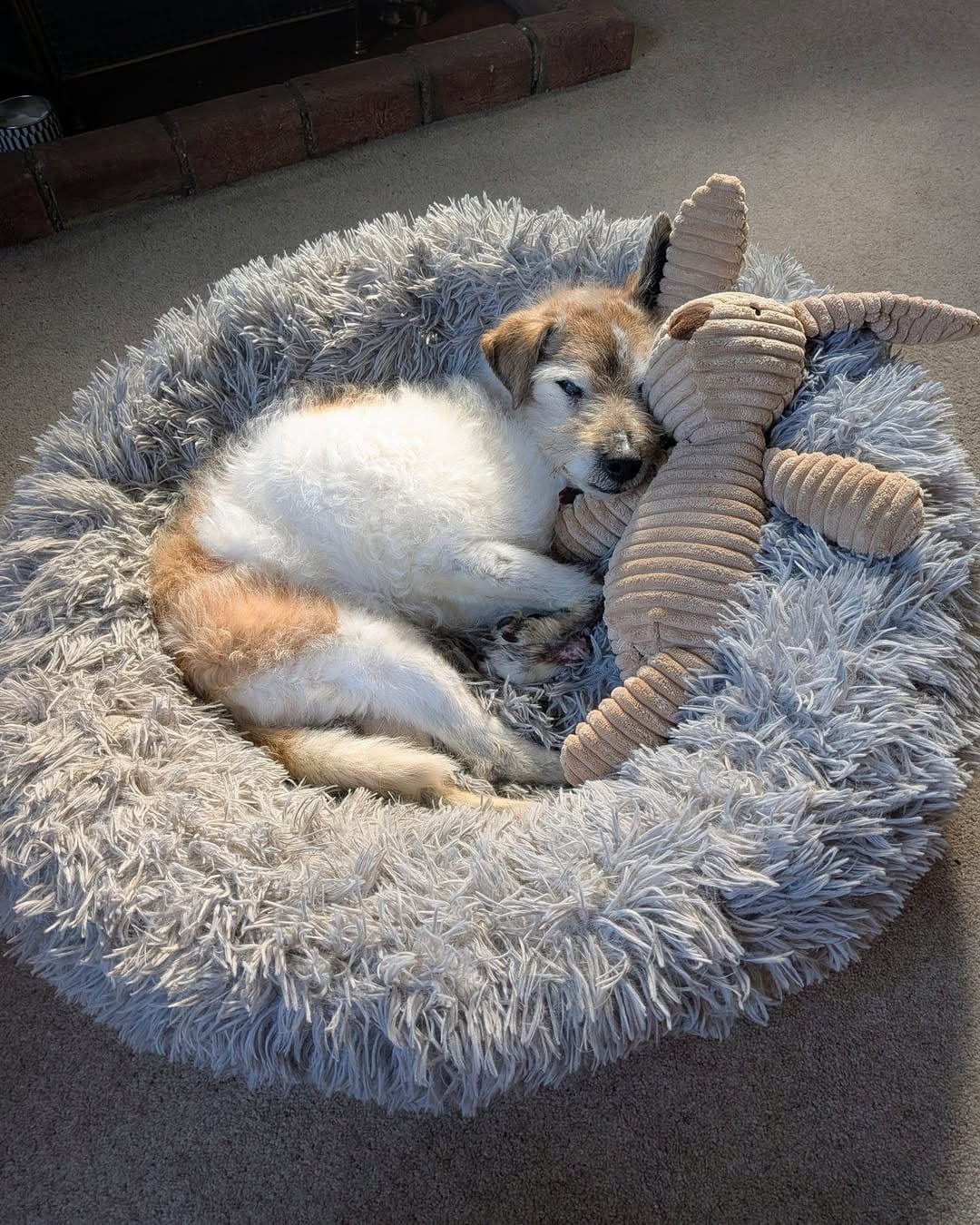 Post 3 by Vogue Dog Grooming on Instagram (image)