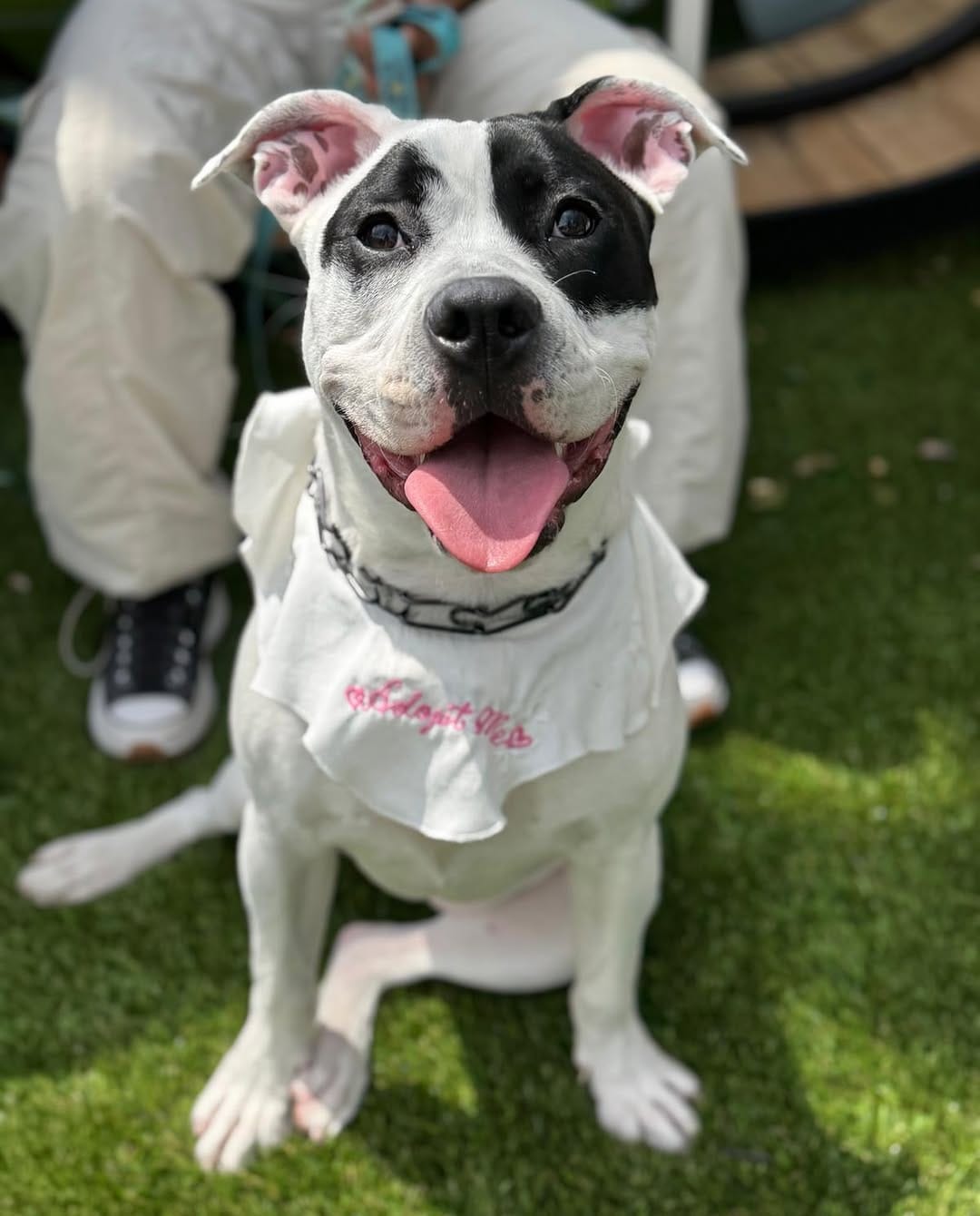 Post 8 by @animalinterest on Instagram (image)