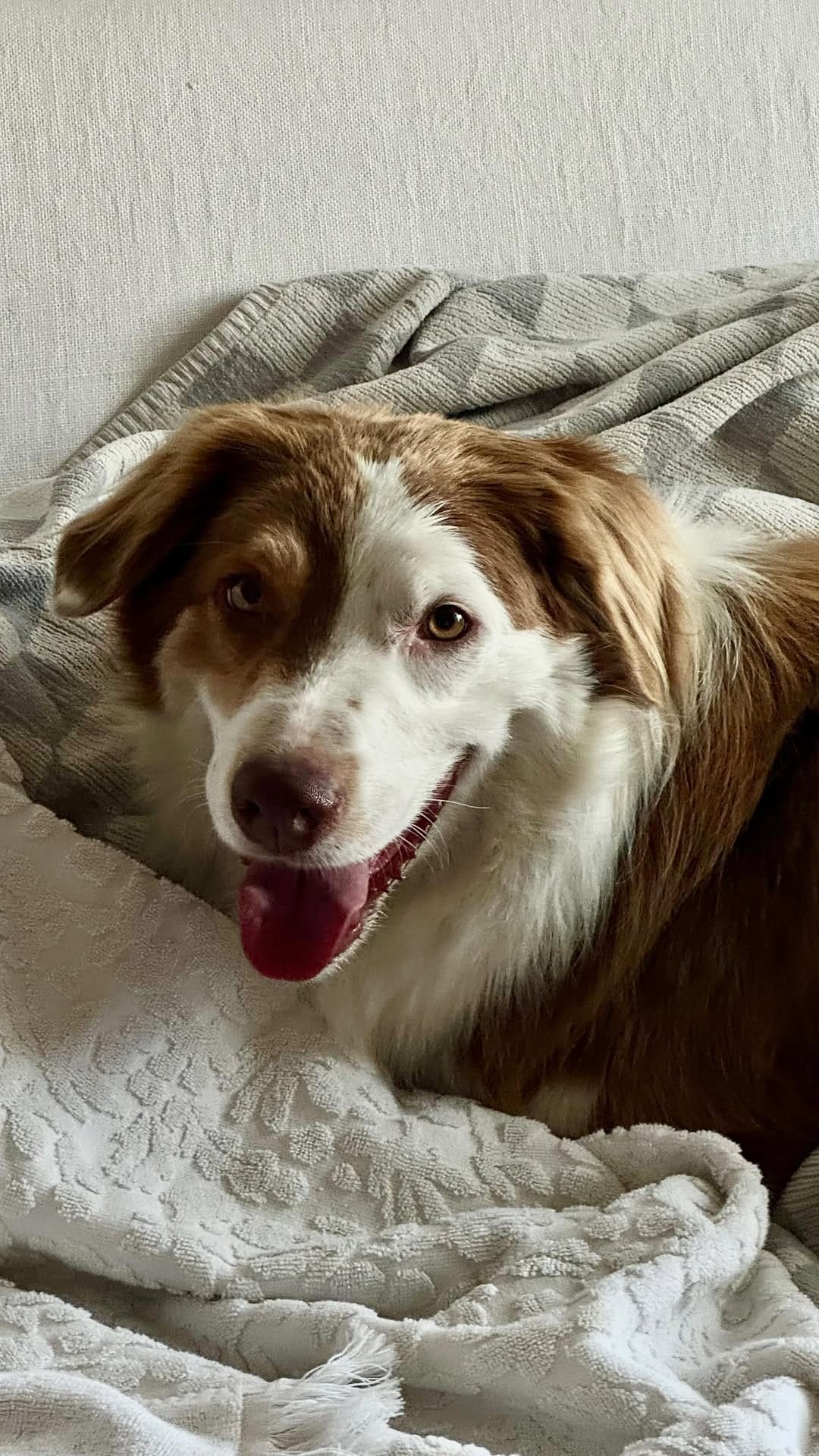 Post 5 by @animalinterest on Instagram (video)