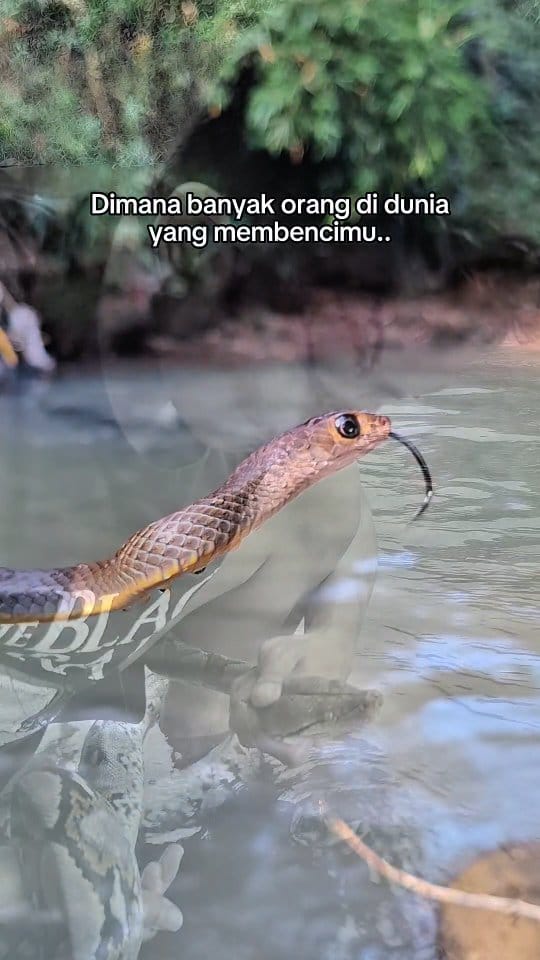 Post 10 by RAFI PETUALANG 🐾🐍🐊🦎🐢 on Instagram (video)
