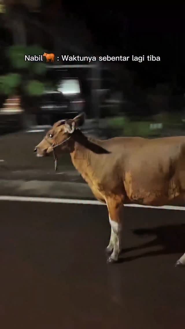 Post 4 by RAFI PETUALANG 🐾🐍🐊🦎🐢 on Instagram (video)