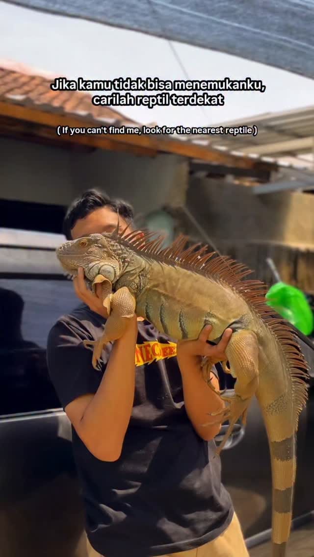 Post 8 by RAFI PETUALANG 🐾🐍🐊🦎🐢 on Instagram (video)