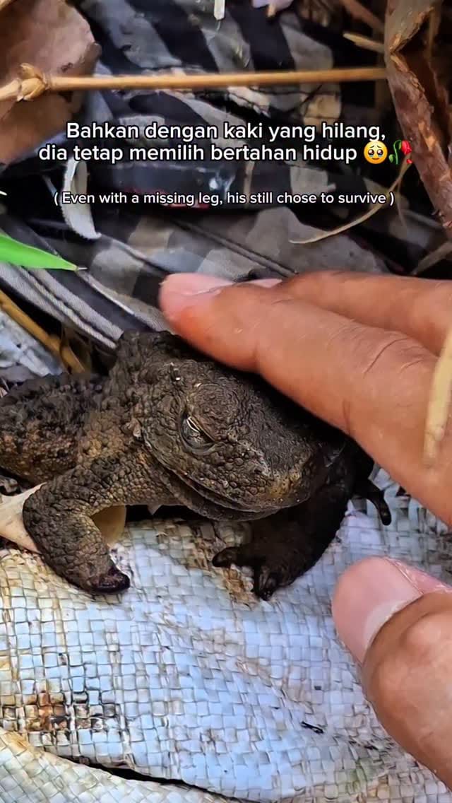 Post 9 by RAFI PETUALANG 🐾🐍🐊🦎🐢 on Instagram (video)
