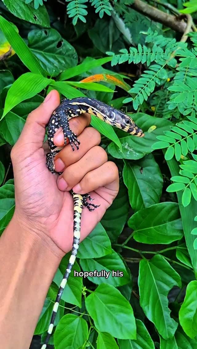 Post 2 by RAFI PETUALANG 🐾🐍🐊🦎🐢 on Instagram (video)
