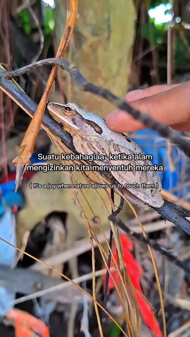 Post 7 by RAFI PETUALANG 🐾🐍🐊🦎🐢 on Instagram (video)