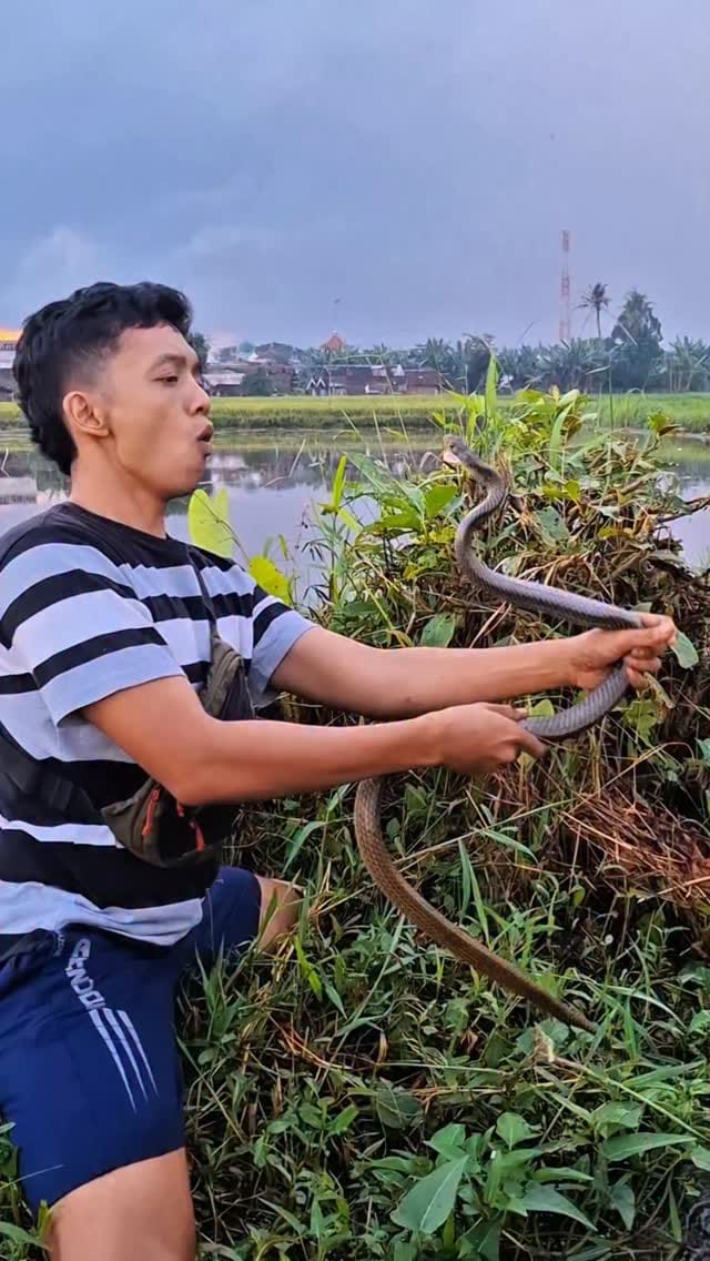 Post 3 by RAFI PETUALANG 🐾🐍🐊🦎🐢 on Instagram (video)