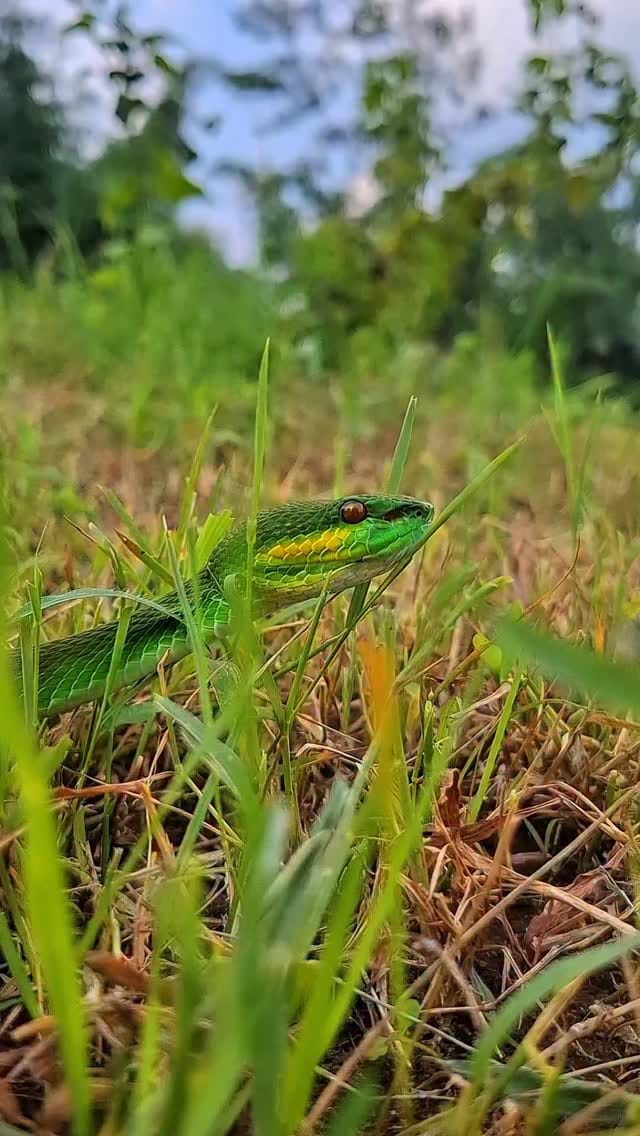 Post 6 by RAFI PETUALANG 🐾🐍🐊🦎🐢 on Instagram (video)