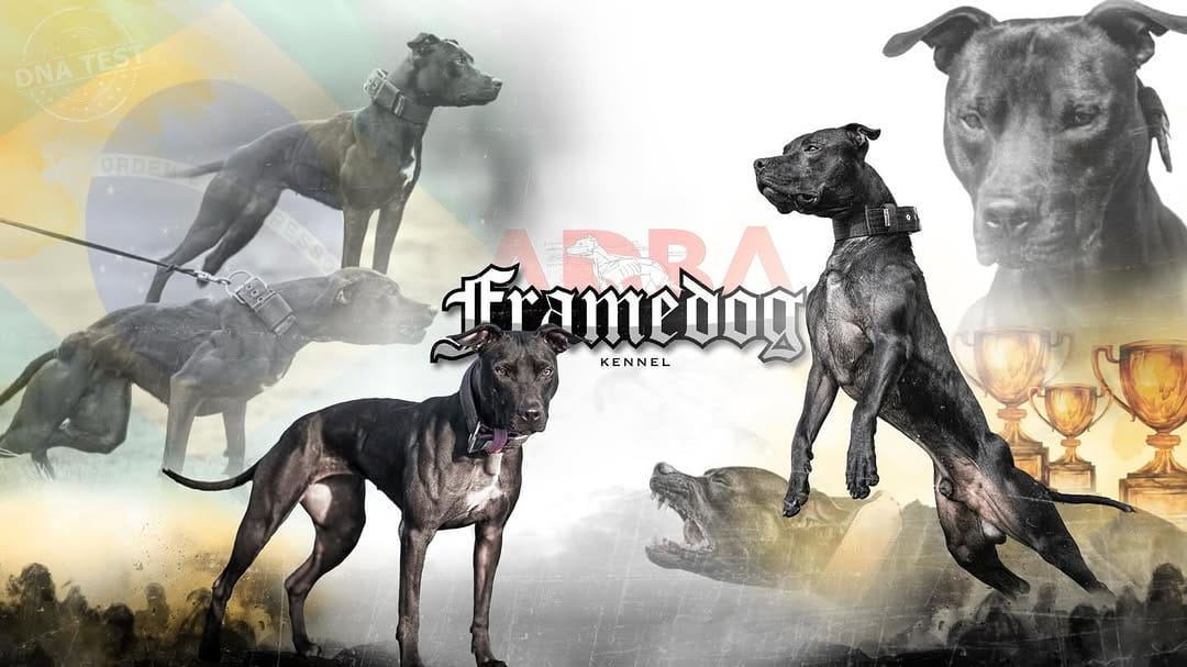 Post 8 by Framedog Kennel on Instagram (image)