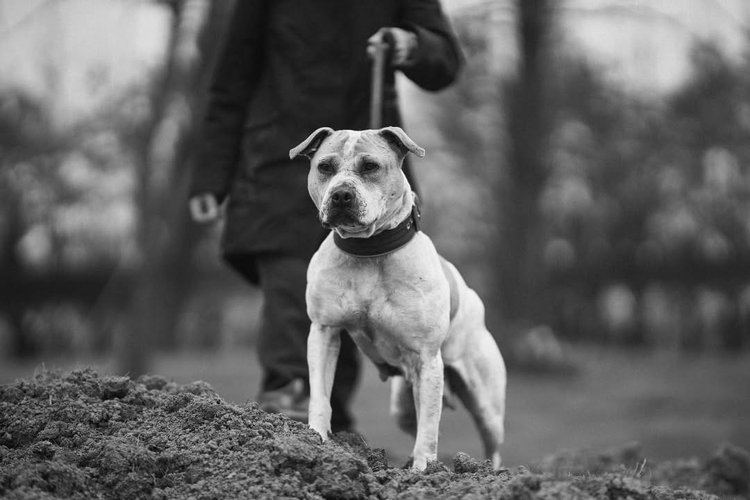 Post 4 by Framedog Kennel on Instagram (image)