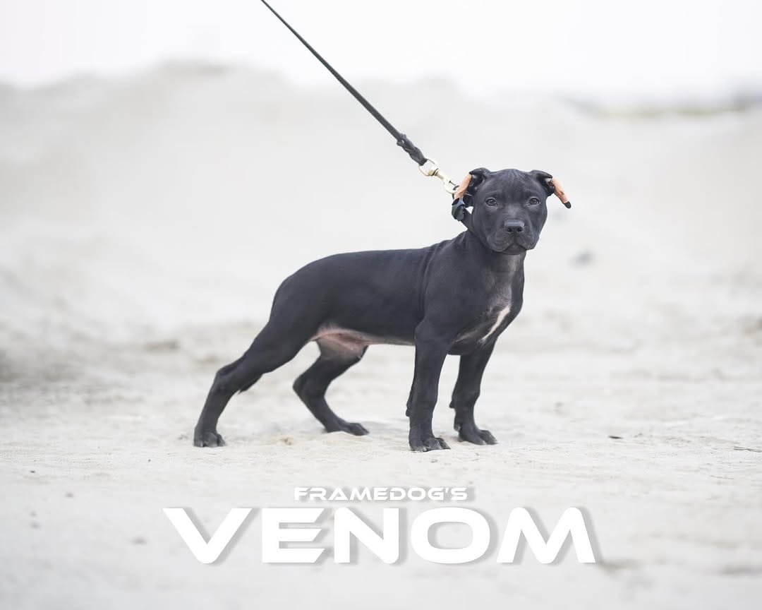 Post 6 by Framedog Kennel on Instagram (image)