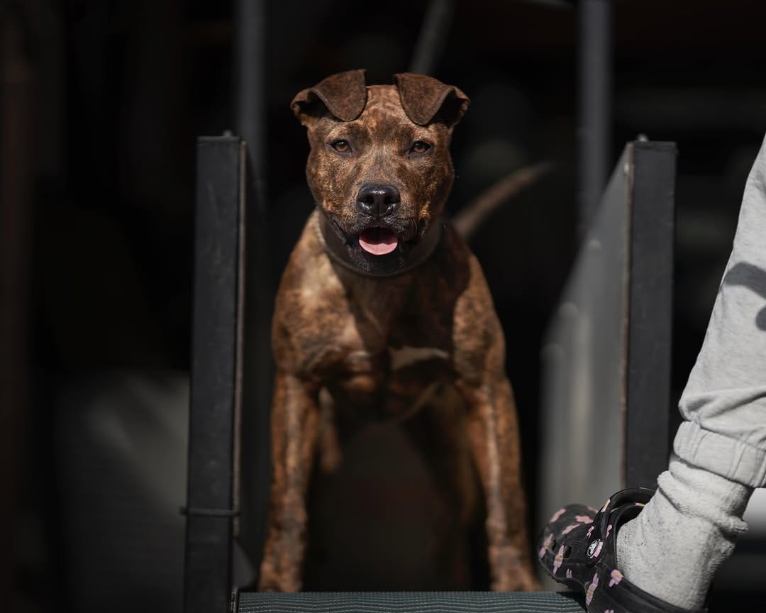 Post 1 by Framedog Kennel on Instagram (image)
