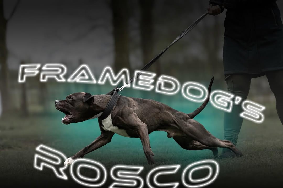 Post 5 by Framedog Kennel on Instagram (carousel)