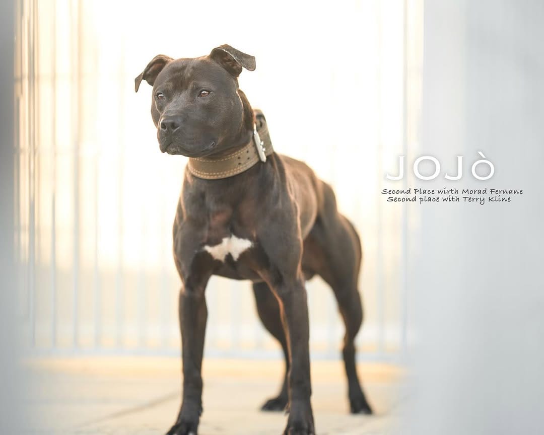 Post 7 by Framedog Kennel on Instagram (carousel)