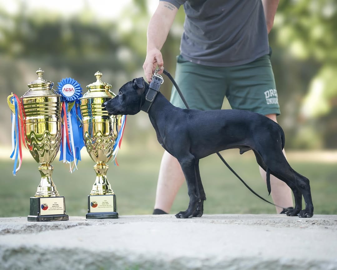 Post 2 by Framedog Kennel on Instagram (image)